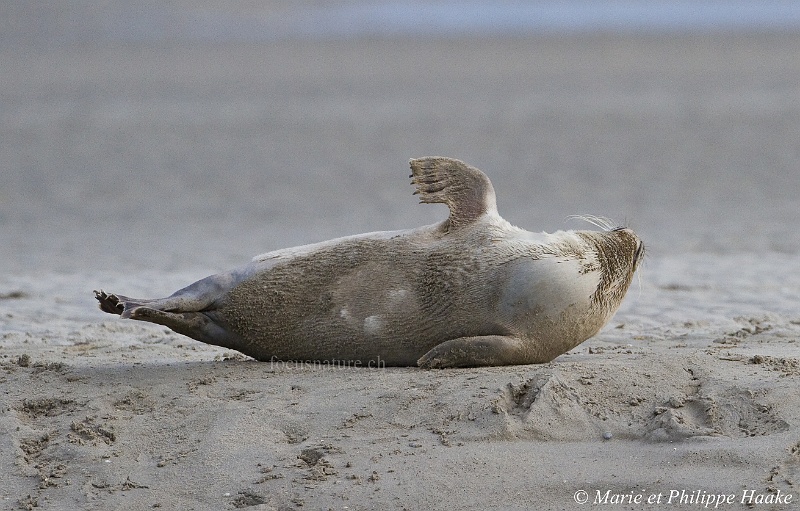 Phoque 9630-2_wm.jpg - Après un moment passé à se sécher au soleil, ce phoque veau marin s'étire, puis se roule sur le dos (Baie de Somme, France, avril 2010)